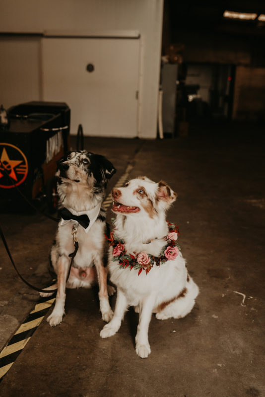 Dogs In The Wedding Party